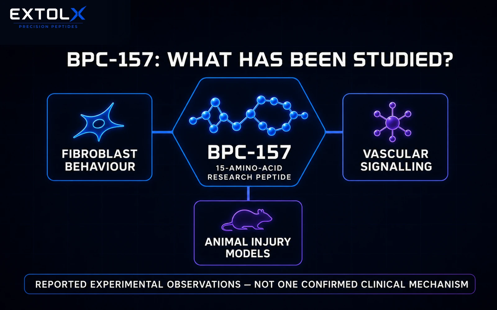 BPC-157 Explained: What Preclinical Research Does and Does Not Show Simplified ExtolX research map connecting BPC-157 with fibroblast behaviour, vascular signalling and animal injury models.
