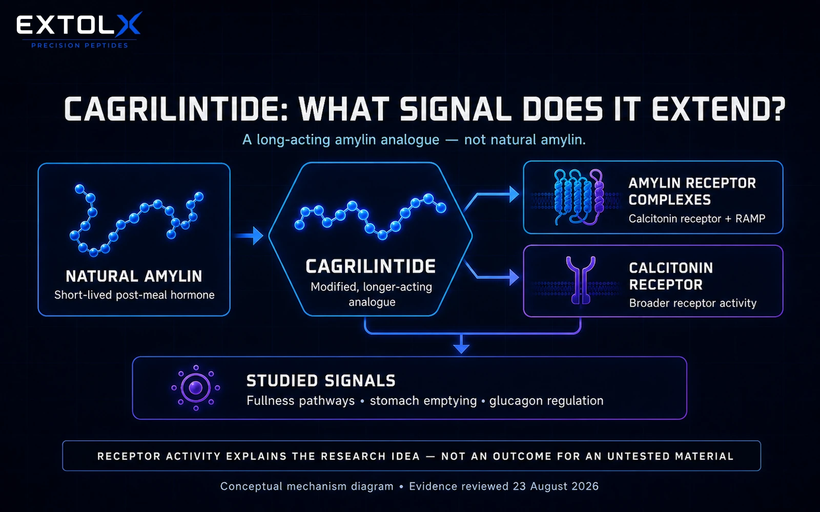 ExtolX diagram explaining cagrilintide as a long-acting amylin analogue and separating receptor signalling from clinical outcomes.