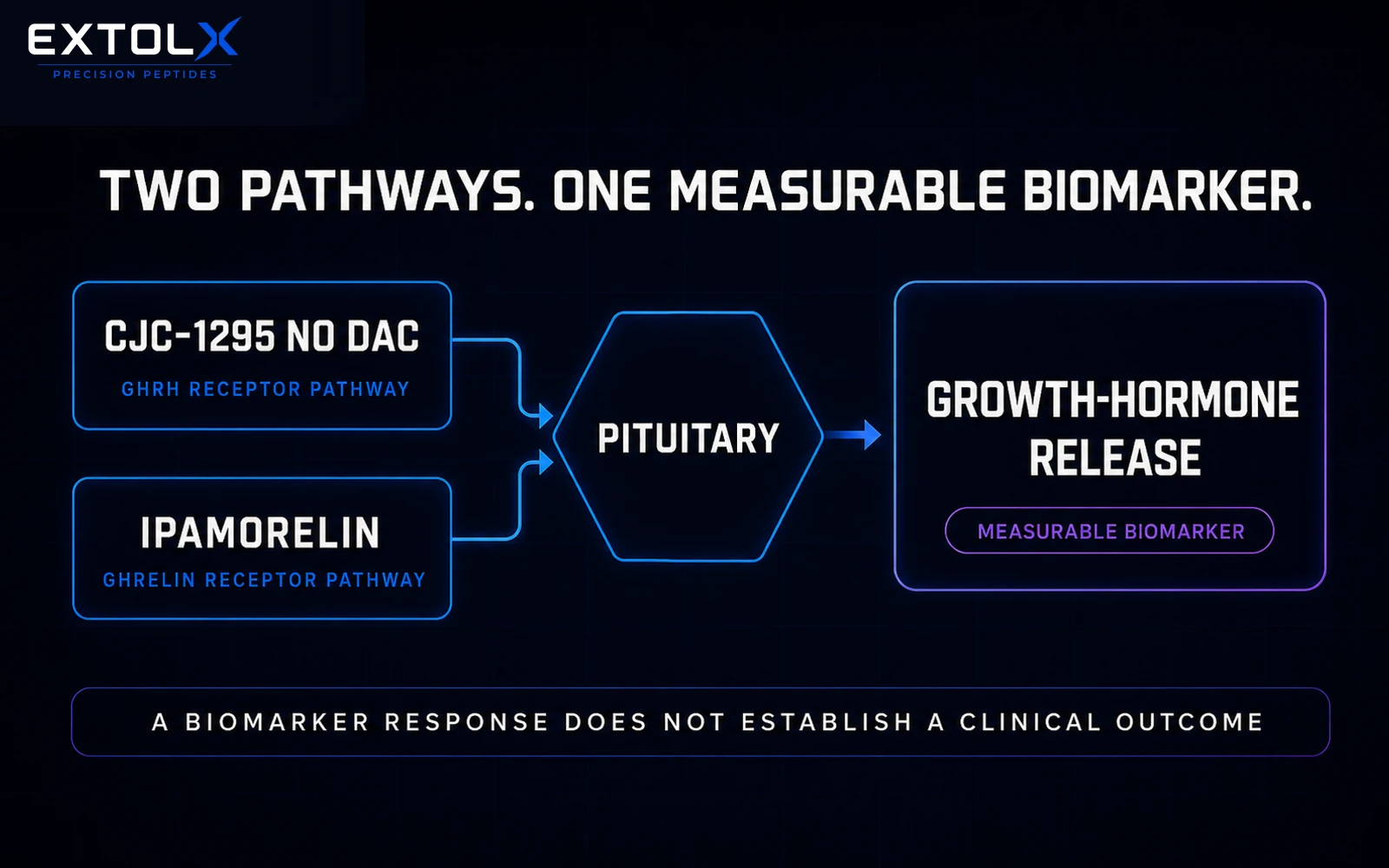 Diagram showing CJC-1295 No DAC at the GHRH receptor pathway and ipamorelin at the ghrelin receptor pathway, converging on pituitary growth-hormone release as a measurable biomarker.