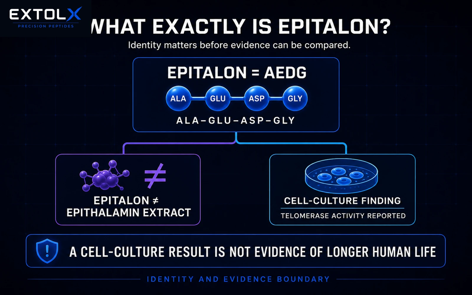 ExtolX diagram identifying Epitalon as the four-amino-acid AEDG peptide, separating it from Epithalamin extract and showing that cell-culture telomerase findings do not prove longer human life.