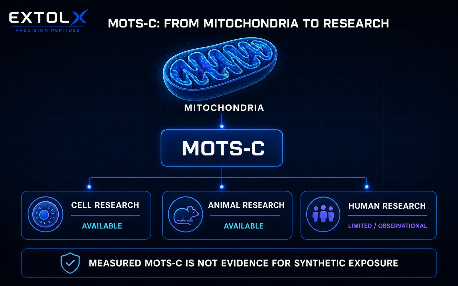 ExtolX research diagram showing mitochondrial-derived MOTS-c with available cell and animal research, limited human evidence and a warning not to equate natural levels with synthetic exposure.