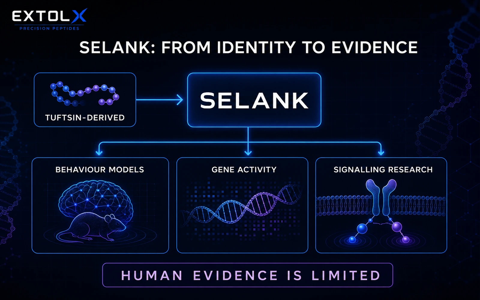 ExtolX research diagram showing Selank as a tuftsin-derived peptide studied in behaviour, gene activity and cell signalling, with limited human evidence.