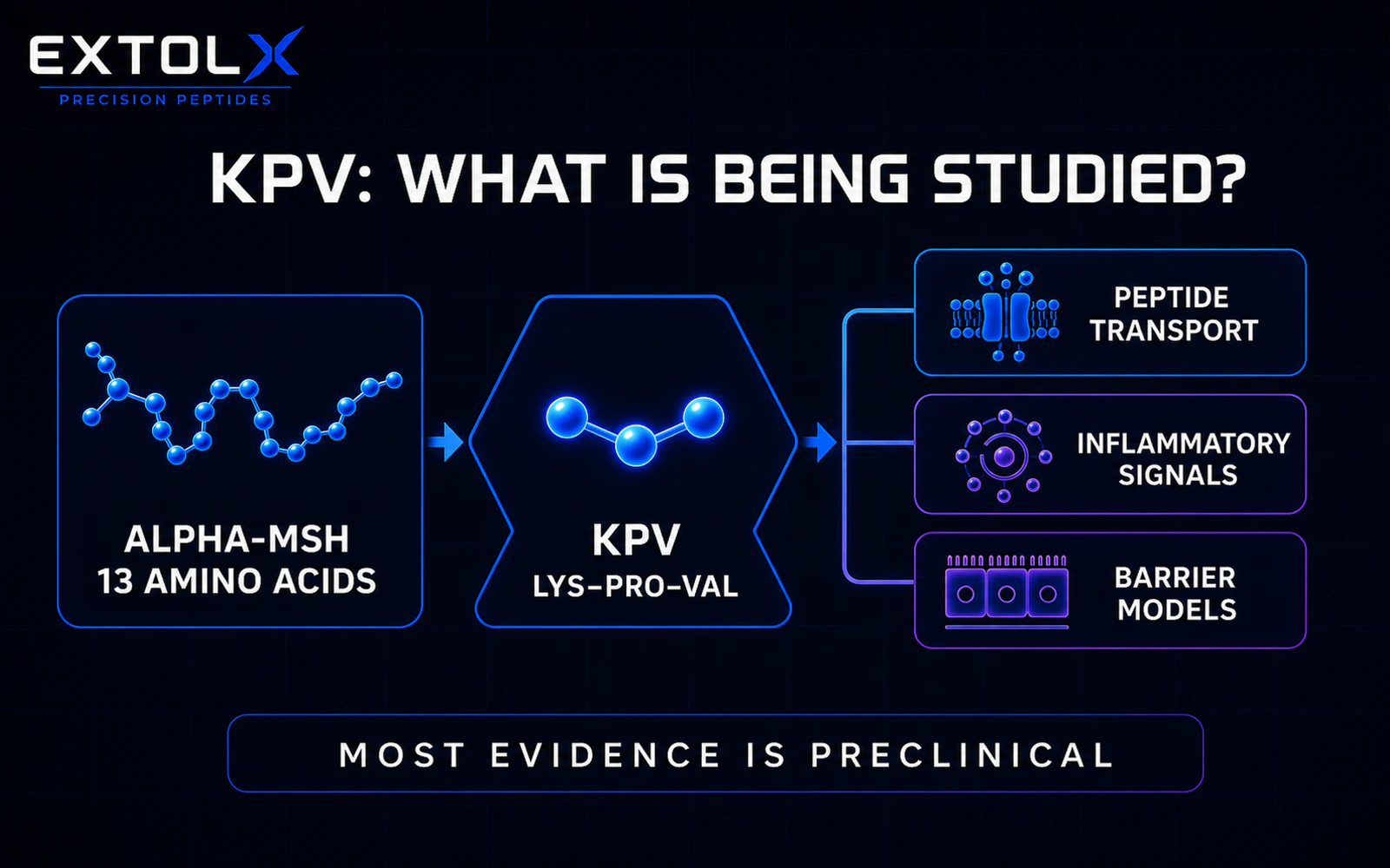ExtolX diagram identifying KPV as the Lys-Pro-Val end fragment of alpha-MSH and showing that laboratory research examines peptide transport and inflammatory signalling without proving a human outcome.