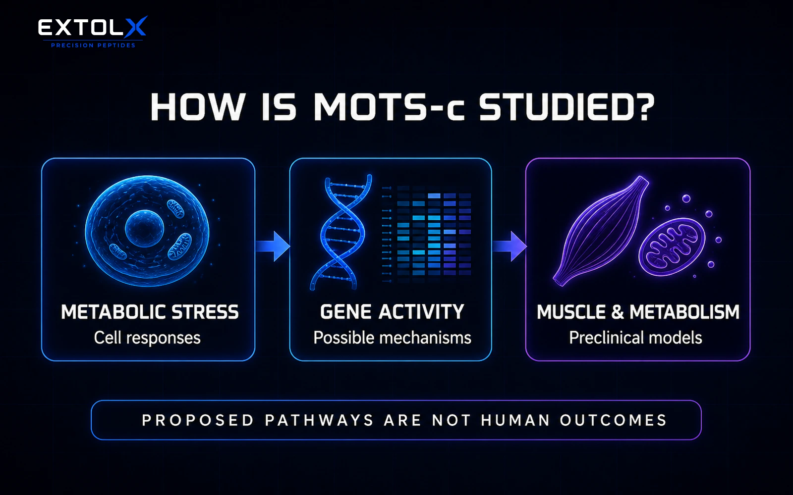 ExtolX infographic showing MOTS-c research pathways involving metabolic stress, gene activity and muscle and metabolism models, with the boundary that proposed pathways are not human outcomes.