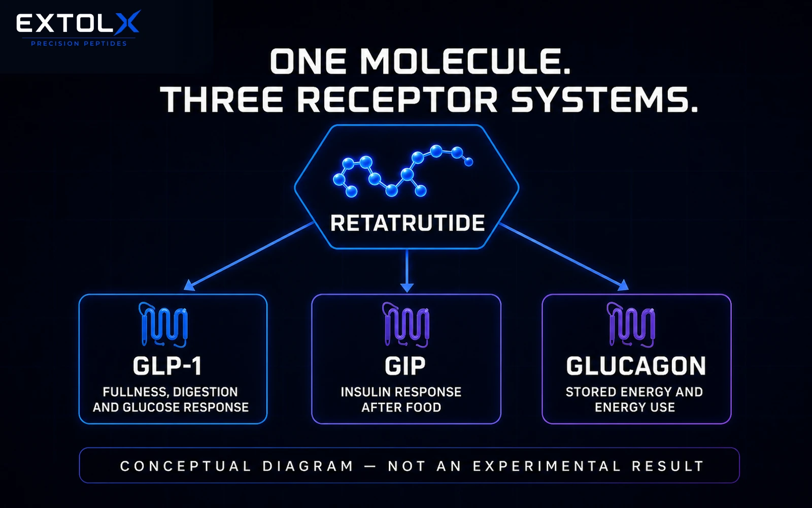 Simplified ExtolX diagram showing retatrutide connected to GLP-1, GIP and glucagon receptor systems and their broad biological roles.