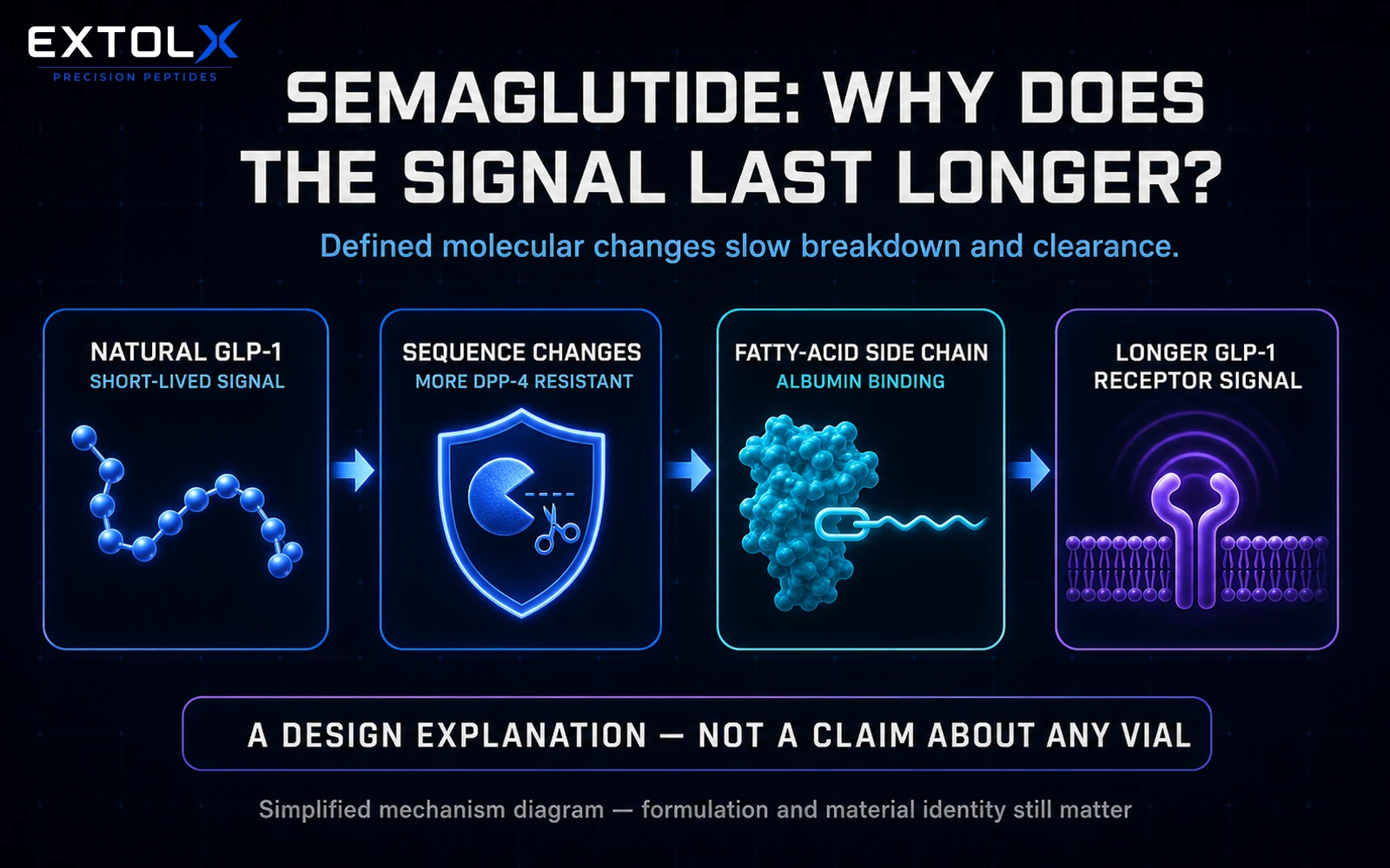 ExtolX diagram showing how defined sequence changes and a fatty-acid side chain help semaglutide resist breakdown, bind albumin and provide longer GLP-1 receptor signalling.
