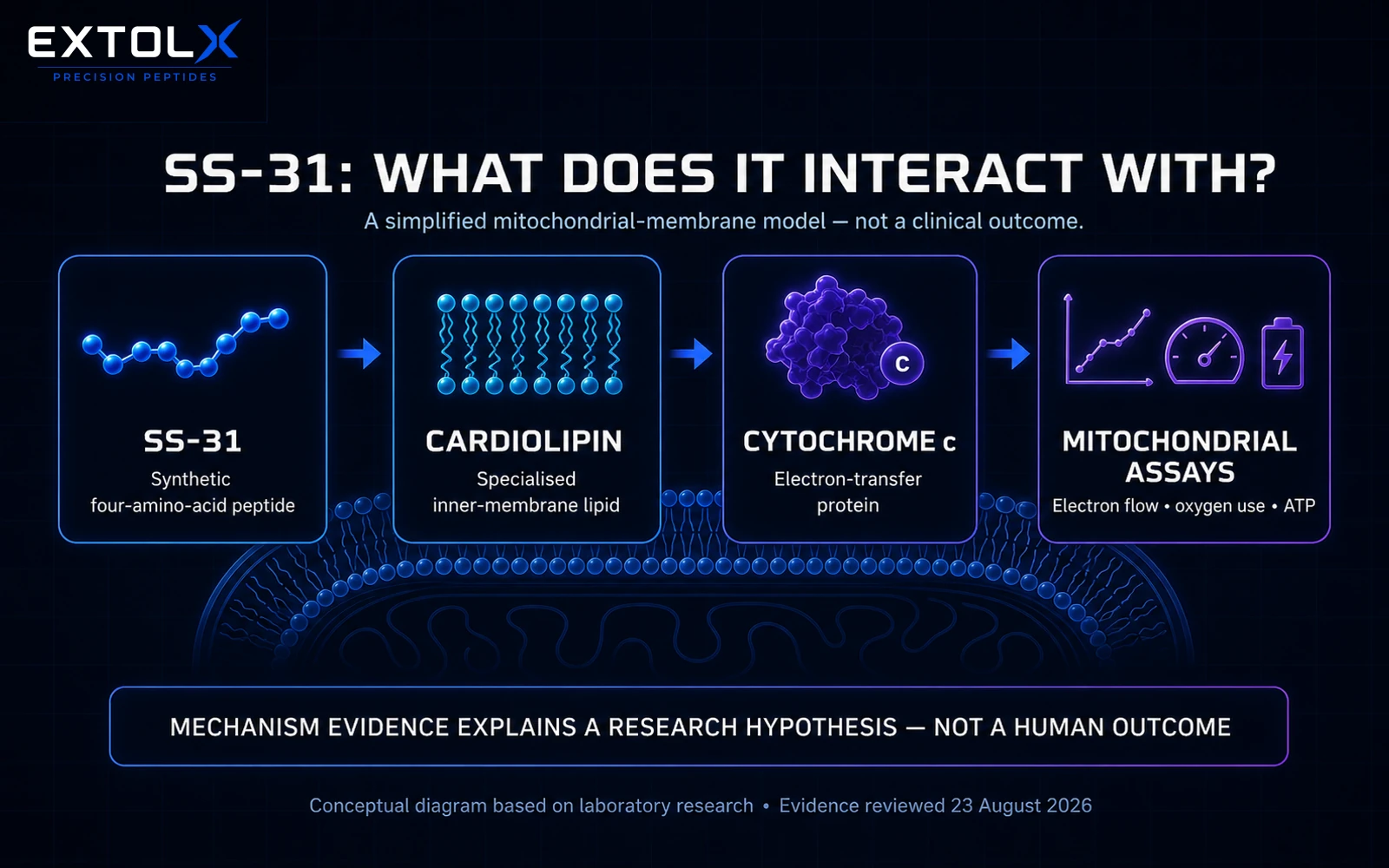 ExtolX diagram showing SS-31 interacting with cardiolipin in the inner mitochondrial membrane and why this is a proposed mechanism rather than a clinical outcome.