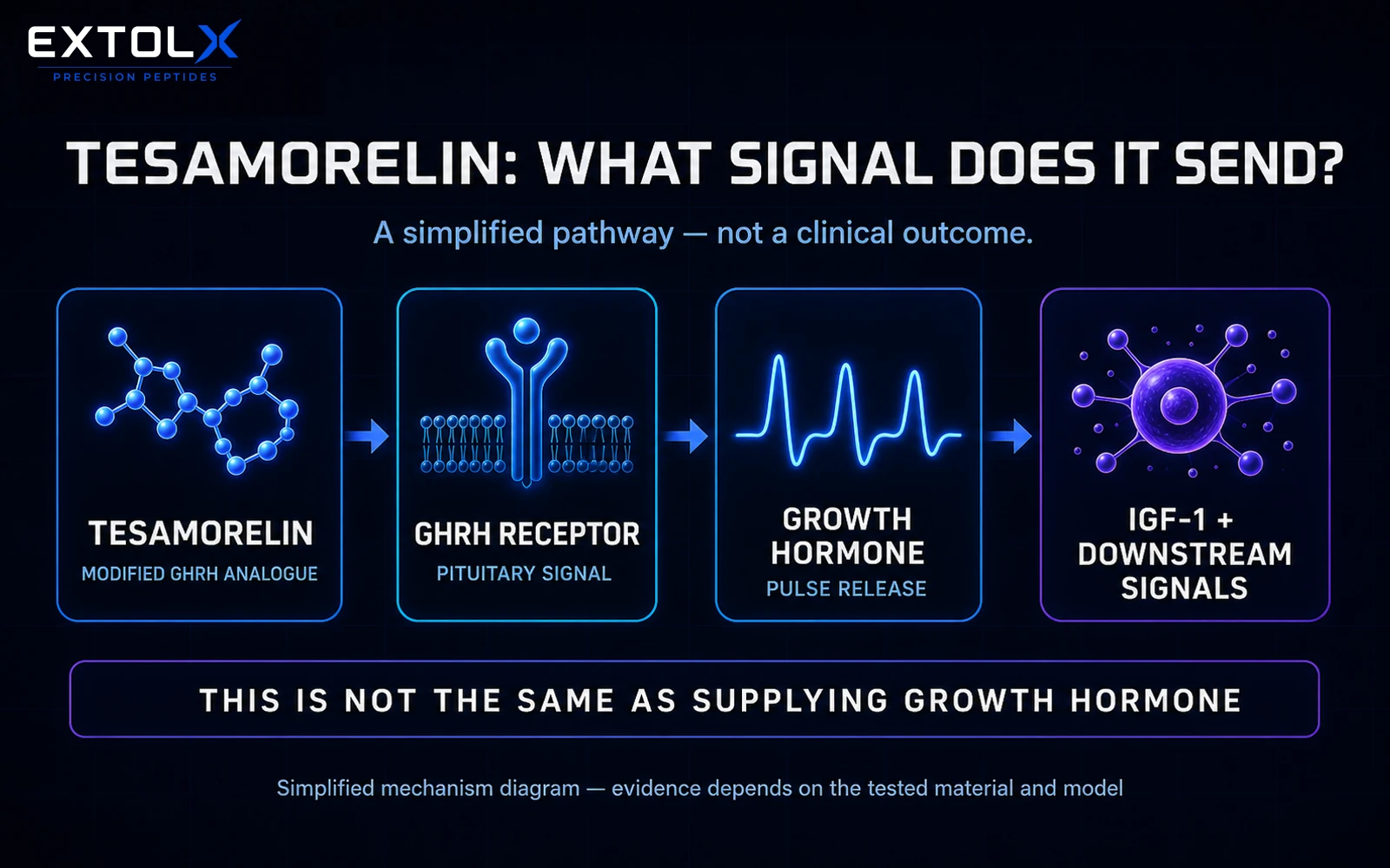 Tesamorelin Explained: GHRH Signalling, Human Trials and Regulatory Limits ExtolX diagram showing tesamorelin acting as a modified GHRH signal through the pituitary GHRH receptor, followed by growth hormone and IGF-1 signalling.