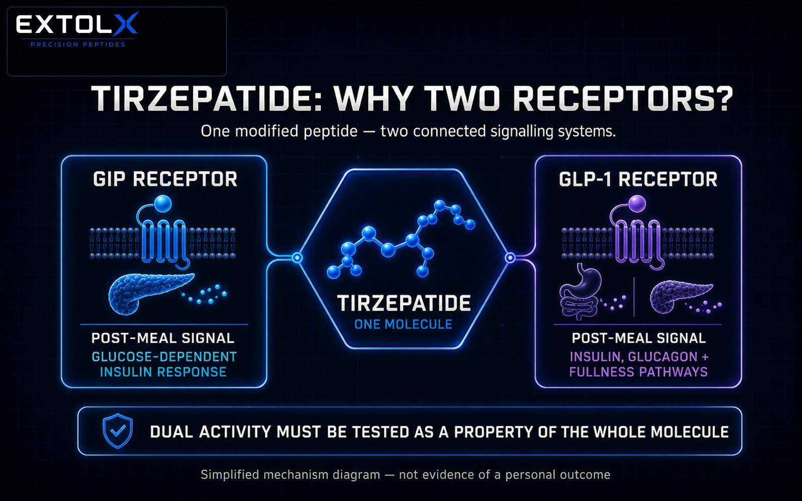 Tirzepatide Explained: Dual-Receptor Signalling and the Evidence Behind the Medicine ExtolX diagram showing one tirzepatide molecule activating both the GIP receptor and the GLP-1 receptor as two connected post-meal signalling systems.